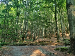 Diversity of Forest Ecosystems